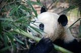 Slicing and Dicing with Pandas