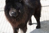 From Pound to Pet: Gaspar the Chow Chow’s story