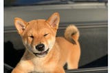 Elon Musk Floki Frunkpuppy Shiba Inu tweet