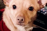 Brown and white chihuahua mix staring at the camera and wearing a red and black sweater