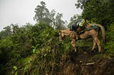 EL CABALLO QUE CARGABA ESPONJAS Y EL QUE CARGABA AZÚCAR.