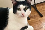 The Boston Cat Who Saved Me From Dying of Loneliness