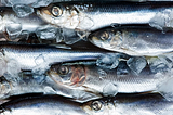 Price of Preserved Mackerel in Australia Soars 59%, Reaching An Average of $5,616 per Ton