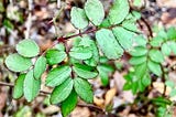 The Invasive Rosa multiflora