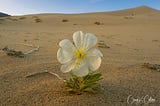 Ode to a Desert Flower