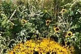 Sunflowers