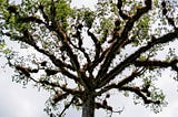 4 Useful techniques that can mitigate overfitting in decision trees