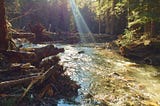 Seattle City Light Restores Sullivan Creek and Protects Future of Native Fish