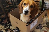 Special needs beagle boy is looking for his Valentine