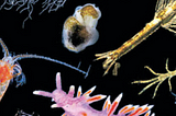 Marine Microplastics and Zooplankton