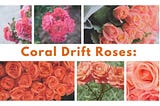 Caring for Coral Drift Roses: A Comprehensive Guide