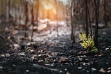 The ashy floor of a burnt forest, blackened tree trunks,  fire still glowing in the background, with a shard of light shining down on a lone surviving plant, green and growing in the dirt