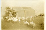 Research Report #62 — Mohonk Poultry Farm