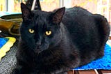 Photo of our neighbor’s cat, Mr. Kyebbie, lounging on our patio table