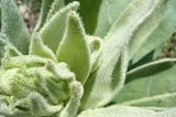 Discovering Mullein: A Common Yet Powerful Medicinal Plant