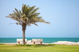 How to Choose the Right Palm Tree Supplier in Saudi Arabia