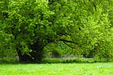 The Silver Maple Tree: Nature’s Beauty in Silver Splendor