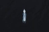 A photo of a polar bear swimming in a deep dark ocean. The polar bear is seen from above; his fur is quite white.