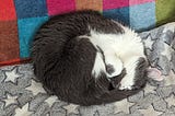 A grey and white cat is curled up against a colourful blanket