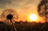 Leaves of Autumn Change- A Seed in the Wind