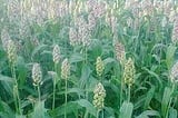 Sorghum