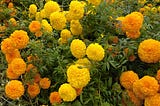 Marvelous Marigolds