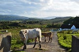 Just Transition Greens statement on a Just Transition for Agriculture