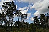 Photo taken by a Author of a pinelands preserve in Miami-Dade