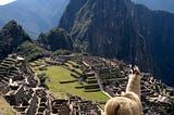 A lone llama facing a beautiful view of Machu Picchu.