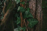 Ivy (2024)