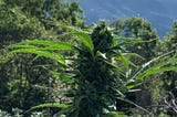 Permisos de Cultivo, Consumo, Posesión y Transformación de Cannabis en México con TORUS AC.