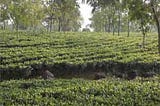 Profitable Business Through Tea Estates in Darjeeling