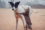 Dog getting hit by cat on its hind legs.