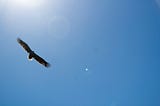 Sankofa: The story behind my obsession with the mythic bird that’s brought me online
