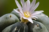 How did a tiny cactus form a religion?