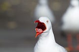 scream loud seagull