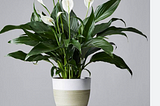 Nurturing Your Peace Lilies Through
Winter: Top 4 Effective Tips