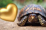 Box Turtles, Hooligans, and Love, Sweet Love