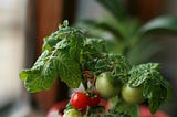 Avoid the Drive-Thru! Why Real Food is Your Secret Weapon to Wellness