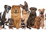 It’s About the Dog not just the Breed