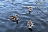 Baby Ducks, Black Swans, and Bonsai