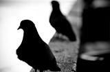 Re·Con·Figures: The Pigeons of Ed-tech