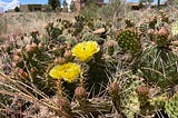 Cacti Dreaming