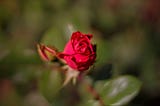 Beautiful red rose Photo by Joshua Hoehne on Unsplash