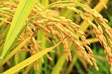 Golden Rice, Gene Editing or King Midas?