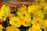 Daffodil Season Is Next!