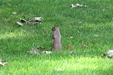 A squirrel sitting on grass.