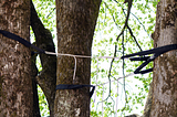 The Benefits of Tree Cabling and Bracing for Older Trees