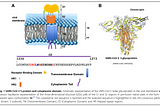 Spike protein increases risk of blood clots in Covid-19.