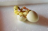 Ördek yumurtasından civciv çıkar